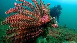 【城ヶ島ダイビングログ】懐かしさと新発見が交差する1ビーチ1ボートの冒険！