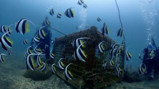 【福浦ファンダイビングログ】東京から90分！サンゴの群生地で癒しの2ビーチダイブ
