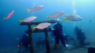 【大瀬崎ダイビングログ】幻のテングノオトシゴは…不在！？魚にまみれた大捜索ツアー！