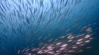 【アドバンス講習レポート】夜の真実の口と魚影ラッシュ！獅子浜＆平沢2日間ステップアップツアー！