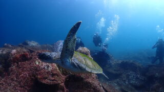 ❄️冬限定！お得に潜れるダイビングキャンペーン開催中❄️