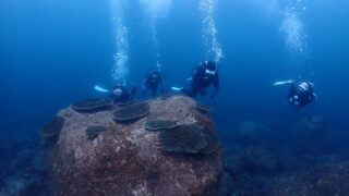 秋冬こそ潜りたい！透明度抜群の伊豆の海へ